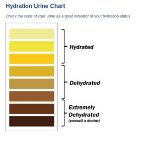 oxiderer Dynamics drivhus Summer alert: Are you hydrating enough? (Probably not!) - Work Health  Solutions